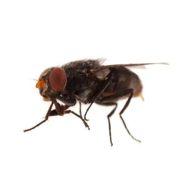 Fly Stock Photos