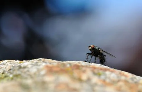 Fly Stock Photos