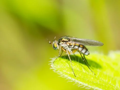 Fly Stock Photos