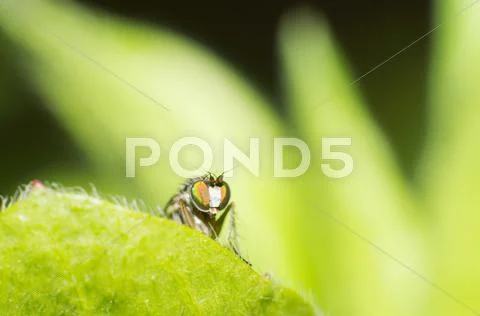 Fly Stock Photos