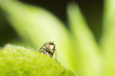 Fly Stock Photos