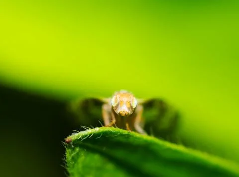 Fly Stock Photos