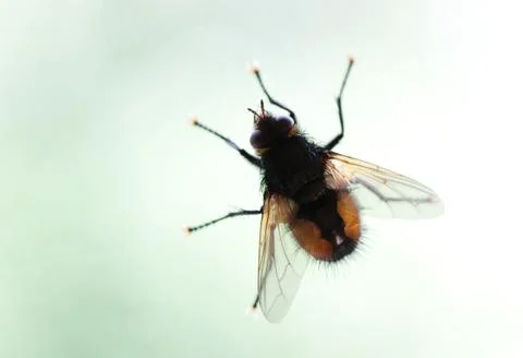 Fly Stock Photos