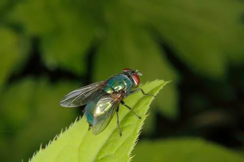 Fly Stock Photos