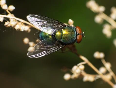 Fly Stock Photos