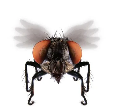 The fly Stock Photos