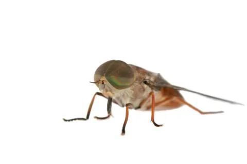 Fly Stock Photos