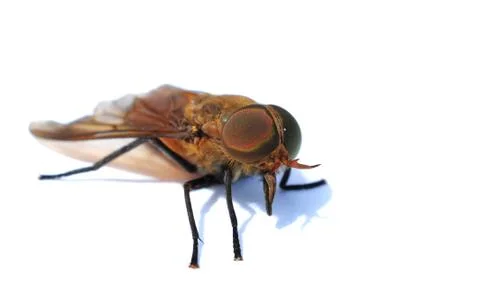 The fly Stock Photos