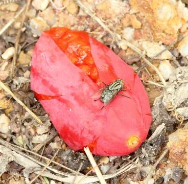The fly Stock Photos