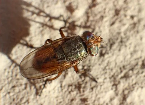 The fly Stock Photos