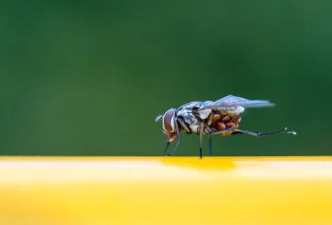 Fly Stock Photos