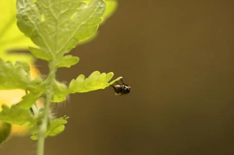 Fly Stock Photos