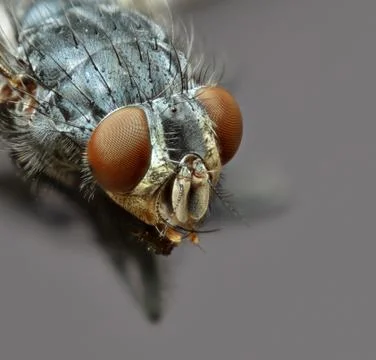 Fly Stock Photos