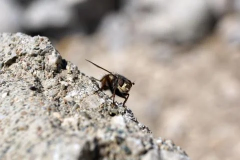 Fly Stock Photos