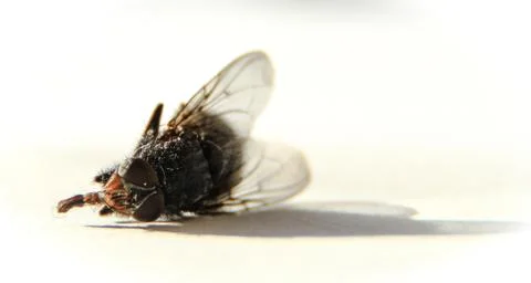 Fly Stock Photos
