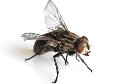 Fly Stock Photos