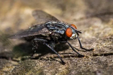 Fly Stock Photos