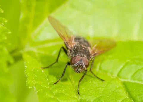 Fly Stock Photos