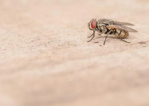 Fly Stock Photos