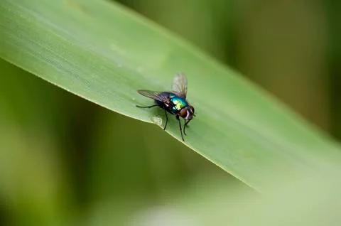 Fly Stock-Fotos