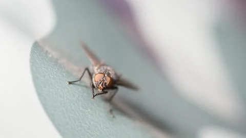 The fly Stock Photos