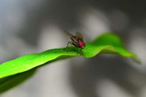 Fly Stock Photos