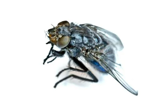 The fly Foto stock