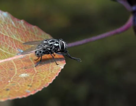 Fly. Stock Photos