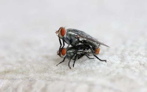 The fly. Stock Photos