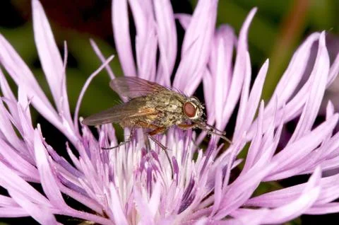Fly Stock Photos