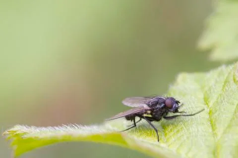 Fly Stock Photos