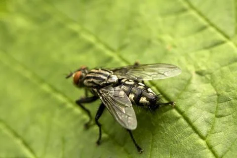 Fly Stock Photos