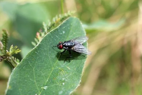 A fly Stock Photos