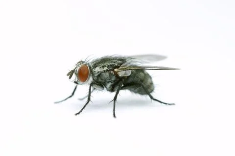 Fly Photos