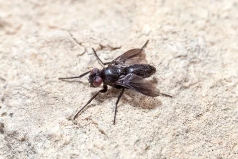 Fly Foto stock