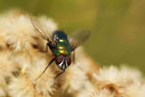 Fly 스톡 사진