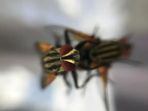 Fly Stock Photos