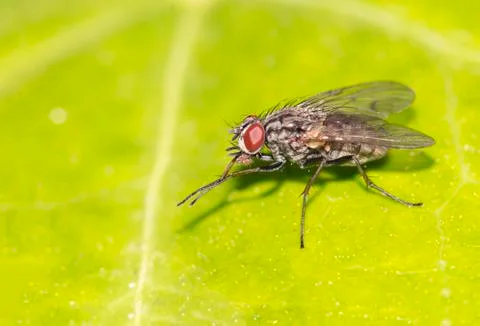 Fly Stock Photos