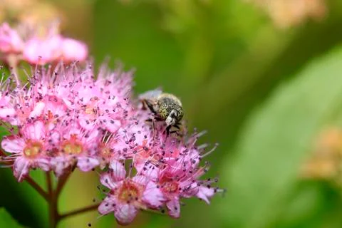 Fly Stock Photos