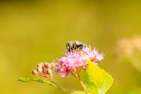 Fly Stock Photos