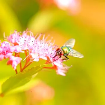 Fly Stock Photos