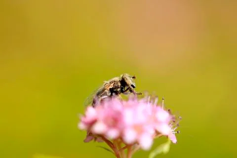 Fly Stock Photos