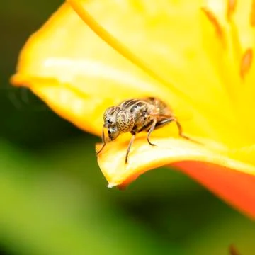 Fly Stock Photos