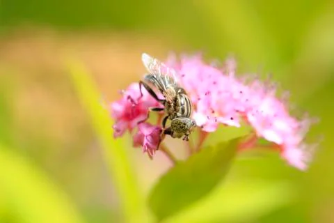 Fly Stock Photos