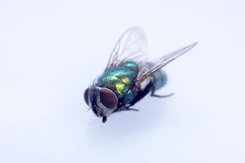 Fly Stock Photos