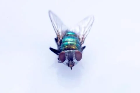 Fly Stock Photos