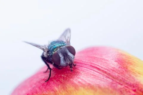 Fly Stock Photos