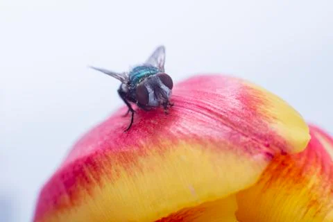 Fly Stock Photos