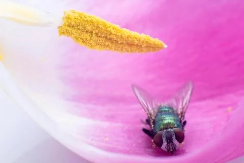Fly Stock Photos