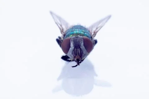 Fly Stock Photos